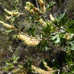 Grevillea ramosissima subsp. ramosissima at Bumbaldry, NSW - 29 Aug 2024 02:26 PM