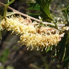 Grevillea ramosissima subsp. ramosissima at Bumbaldry, NSW - 29 Aug 2024 02:26 PM