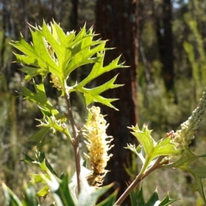 Grevillea ramosissima subsp. ramosissima at Bumbaldry, NSW - 29 Aug 2024 02:26 PM