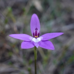 Glossodia major (Wax Lip Orchid) at Bumbaldry, NSW - 29 Aug 2024 by RobG1