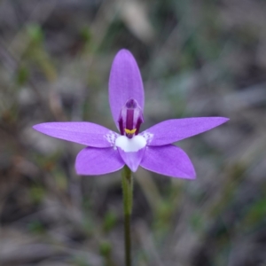 Glossodia major at Bumbaldry, NSW - suppressed
