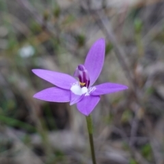 Glossodia major at Bumbaldry, NSW - 29 Aug 2024