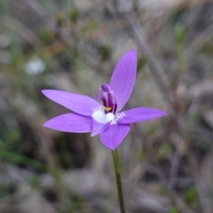 Glossodia major at Bumbaldry, NSW - 29 Aug 2024