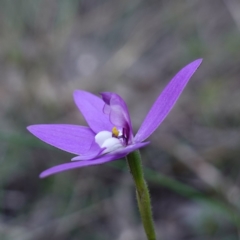 Glossodia major at Bumbaldry, NSW - 29 Aug 2024