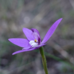 Glossodia major at Bumbaldry, NSW - suppressed