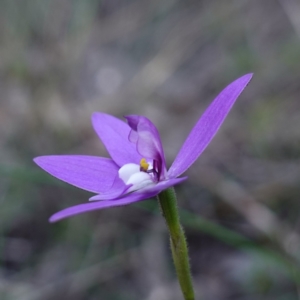 Glossodia major at Bumbaldry, NSW - suppressed