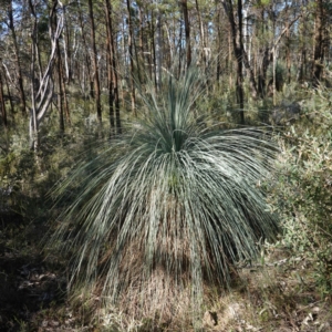 Xanthorrhoea glauca subsp. angustifolia at Bumbaldry, NSW - suppressed