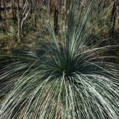 Xanthorrhoea glauca subsp. angustifolia at Bumbaldry, NSW - 29 Aug 2024