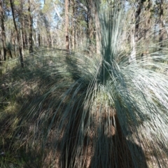 Xanthorrhoea glauca subsp. angustifolia at Bumbaldry, NSW - 29 Aug 2024