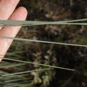 Xanthorrhoea glauca subsp. angustifolia at Bumbaldry, NSW - 29 Aug 2024