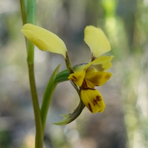 Diuris goonooensis at Bumbaldry, NSW - suppressed