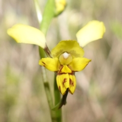 Diuris goonooensis at Bumbaldry, NSW - suppressed