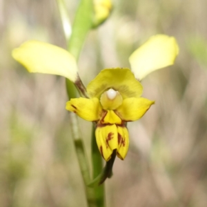 Diuris goonooensis at Bumbaldry, NSW - 29 Aug 2024