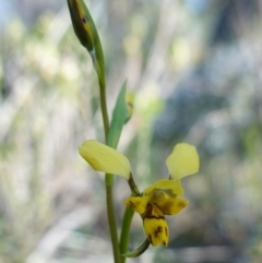 Diuris goonooensis at Bumbaldry, NSW - suppressed