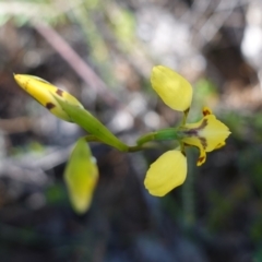 Diuris goonooensis at Bumbaldry, NSW - suppressed