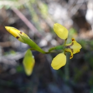 Diuris goonooensis at Bumbaldry, NSW - 29 Aug 2024