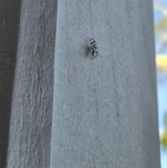 Cosmophasis micarioides at Lawnton, QLD - 1 Sep 2024 by mroseby