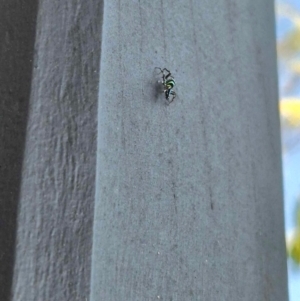 Cosmophasis micarioides at Lawnton, QLD - 1 Sep 2024 12:24 PM