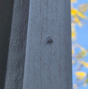 Cosmophasis micarioides at Lawnton, QLD - 1 Sep 2024 12:24 PM