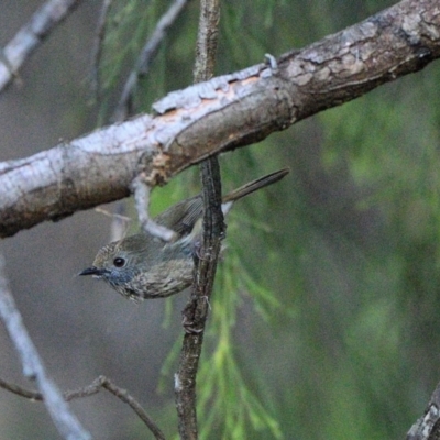 Acanthiza pusilla (Brown Thornbill) at Thirlmere, NSW - 30 Aug 2024 by Freebird