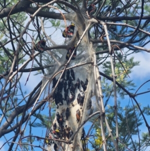 Delias harpalyce at Uriarra Village, ACT - 2 Sep 2024 12:15 PM