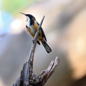 Acanthorhynchus tenuirostris at Thirlmere, NSW - 30 Aug 2024