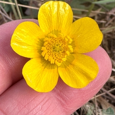 Ranunculus lappaceus (Australian Buttercup) at Yarralumla, ACT - 2 Sep 2024 by lbradley