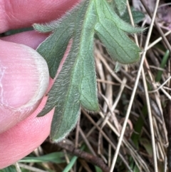 Ranunculus lappaceus at Yarralumla, ACT - 2 Sep 2024