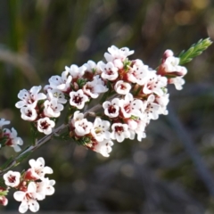 Micromyrtus ciliata (Fringed Heath-myrtle) at Bumbaldry, NSW - 29 Aug 2024 by RobG1