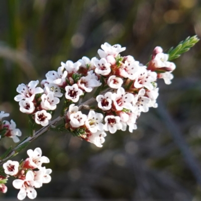 Micromyrtus ciliata (Fringed Heath-myrtle) at Bumbaldry, NSW - 29 Aug 2024 by RobG1