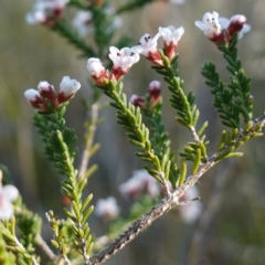 Micromyrtus ciliata at Bumbaldry, NSW - 29 Aug 2024