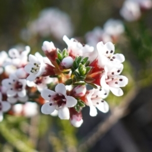 Micromyrtus ciliata at Bumbaldry, NSW - 29 Aug 2024