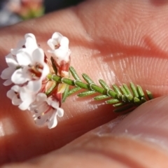 Micromyrtus ciliata at Bumbaldry, NSW - 29 Aug 2024