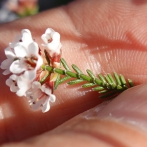 Micromyrtus ciliata at Bumbaldry, NSW - 29 Aug 2024