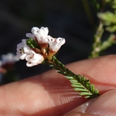 Micromyrtus ciliata at Bumbaldry, NSW - 29 Aug 2024