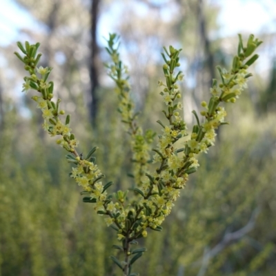 Phyllanthus occidentalis (Thyme Spurge) at Bumbaldry, NSW - 29 Aug 2024 by RobG1