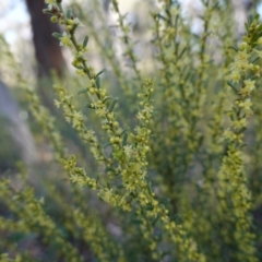 Phyllanthus occidentalis at Bumbaldry, NSW - 29 Aug 2024