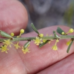 Phyllanthus occidentalis at Bumbaldry, NSW - 29 Aug 2024