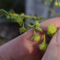 Phyllanthus occidentalis at Bumbaldry, NSW - 29 Aug 2024