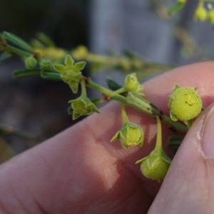 Phyllanthus occidentalis at Bumbaldry, NSW - 29 Aug 2024