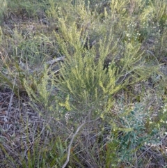 Phyllanthus occidentalis at Bumbaldry, NSW - 29 Aug 2024