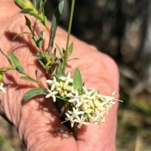 Pimelea linifolia at Jerrabomberra, NSW - 1 Sep 2024 11:00 AM