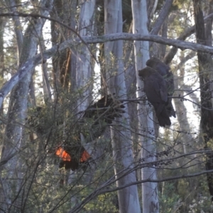 Calyptorhynchus lathami lathami at Bumbaldry, NSW - 29 Aug 2024 04:40 PM