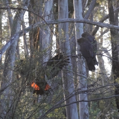 Calyptorhynchus lathami lathami (Glossy Black-Cockatoo) at Bumbaldry, NSW - 29 Aug 2024 by RobG1