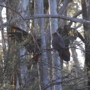 Calyptorhynchus lathami lathami at Bumbaldry, NSW - 29 Aug 2024