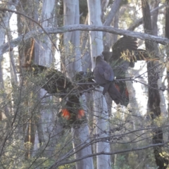 Calyptorhynchus lathami lathami at Bumbaldry, NSW - 29 Aug 2024