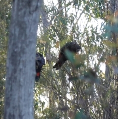 Calyptorhynchus lathami lathami at Bumbaldry, NSW - 29 Aug 2024 04:40 PM