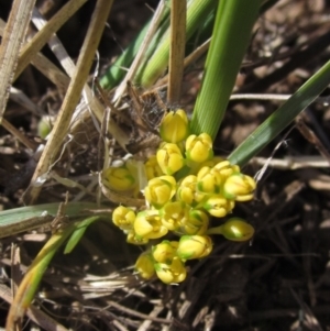 Lomandra bracteata at Latham, ACT - 1 Sep 2024 12:10 PM