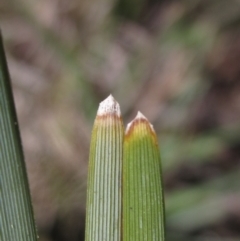 Lomandra bracteata at Latham, ACT - 1 Sep 2024