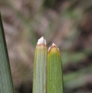 Lomandra bracteata at Latham, ACT - 1 Sep 2024 12:10 PM